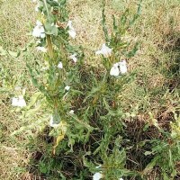 Hygrophila auriculata (Schumach.) Heine